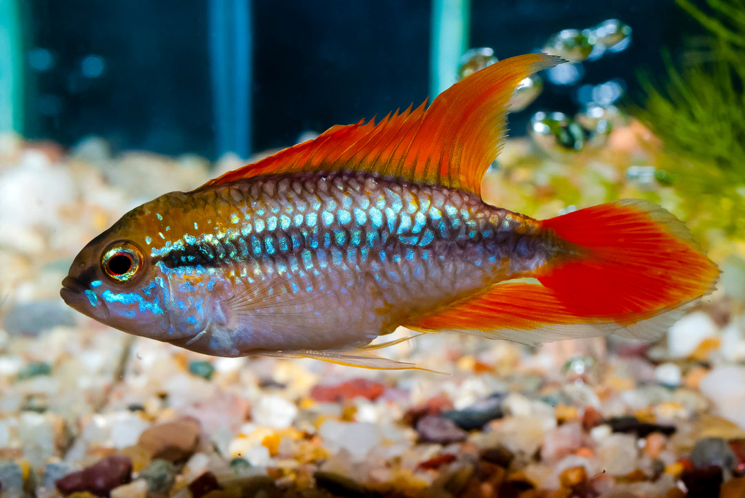 Double Red Apistogramma