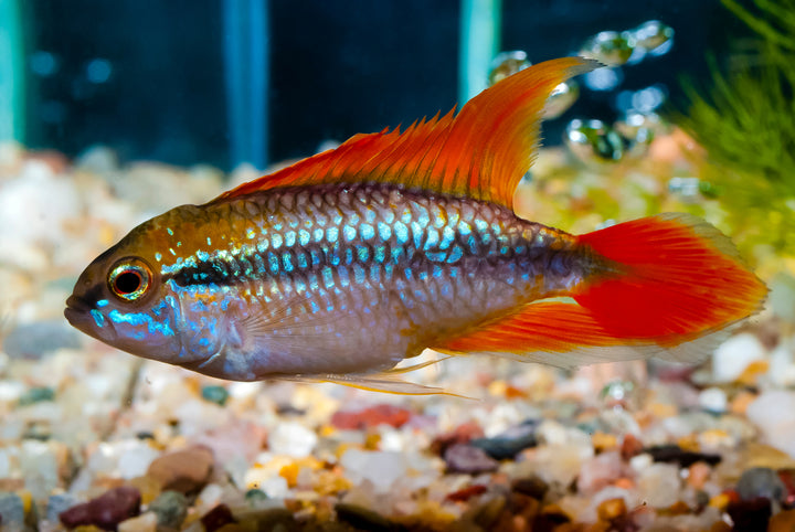 Double Red Apistogramma