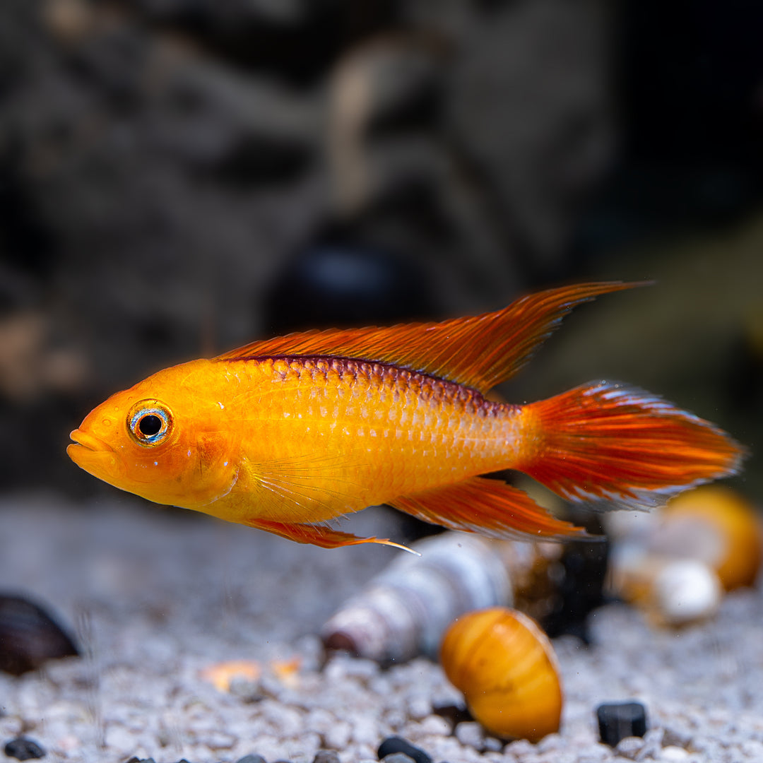 Fire Red Apistogramma