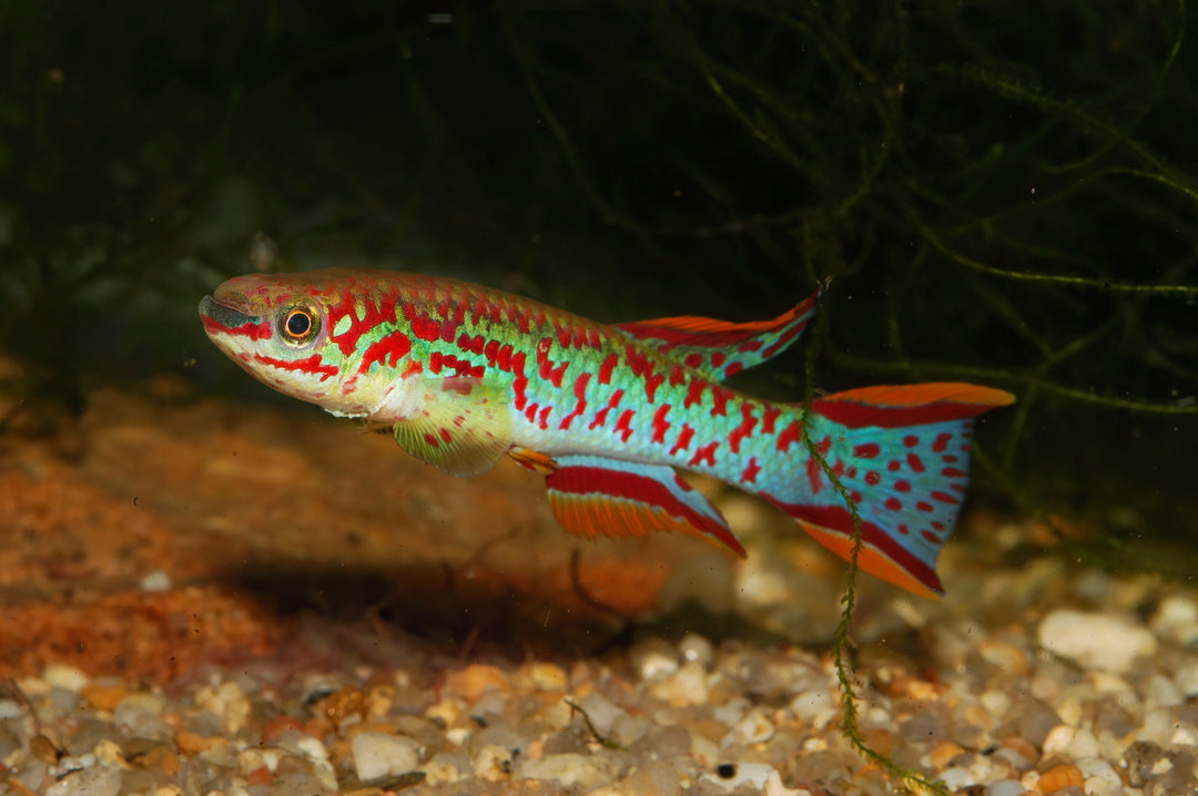Gardneri Killifish