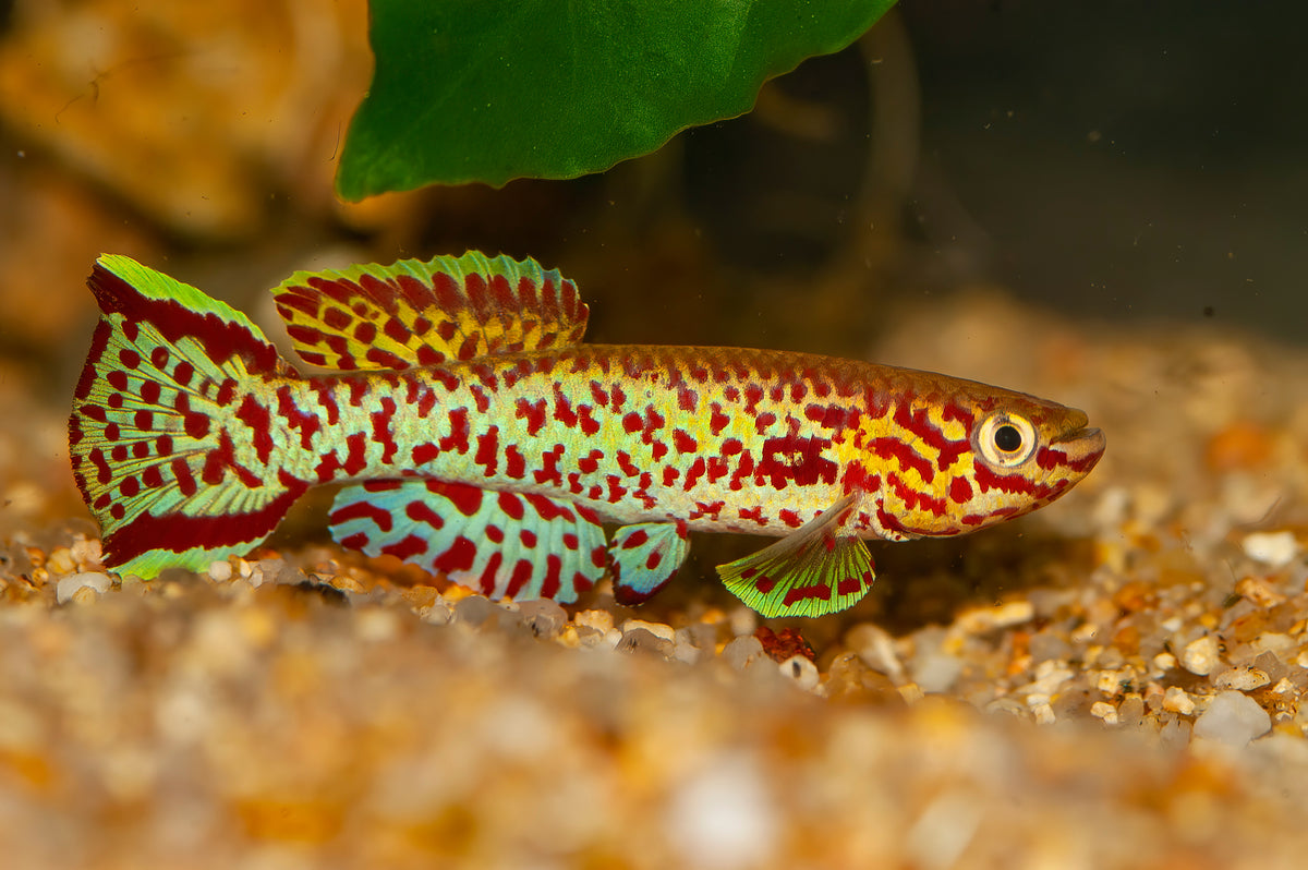 Pair of Gardneri Killifish from Cuboid Nature Aquarium, showcasing vibrant colors and swimming in a freshwater aquarium.