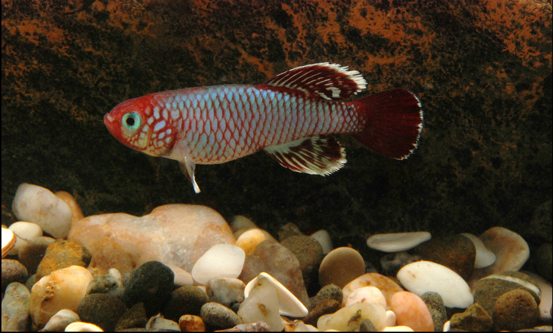 Gardneri Killifish