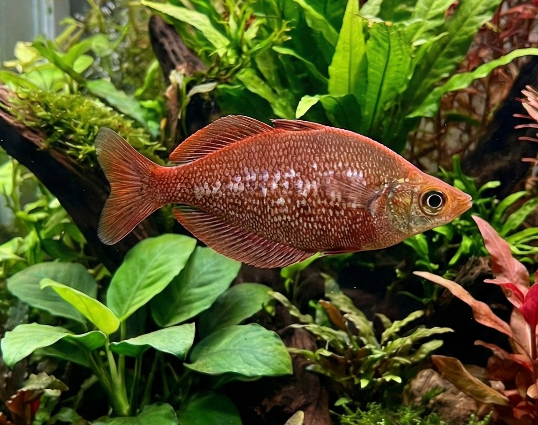 Irian Red Rainbow