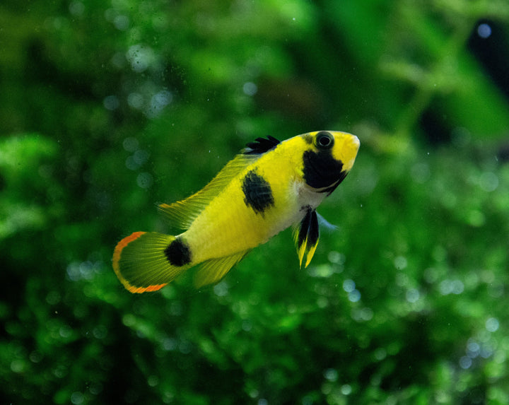 Panda Apistogramma