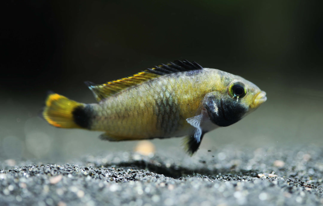 Panda Apistogramma
