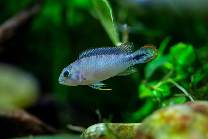 Panduro Apistogramma