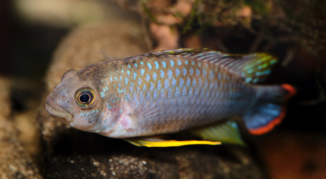 Panduro Apistogramma