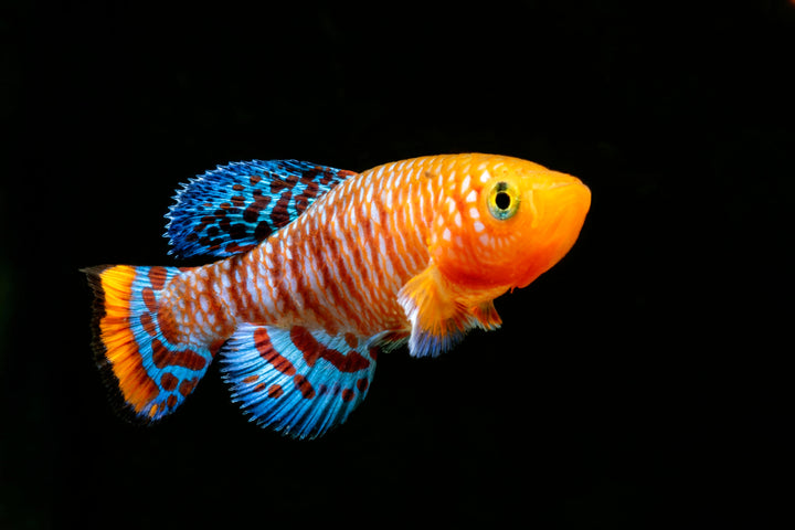 Rachovii Killifish