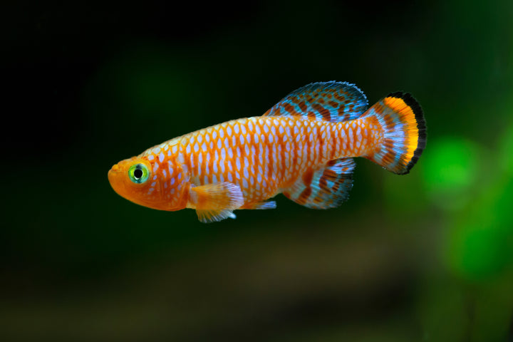 Rachovii Killifish
