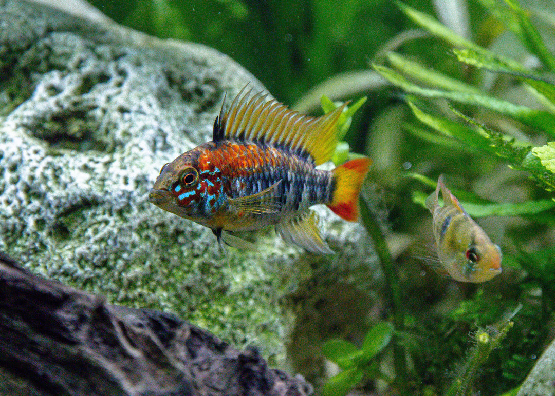 Red Neck Apistogramma