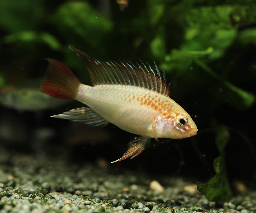 Red Neck Gold Form Apistogramma