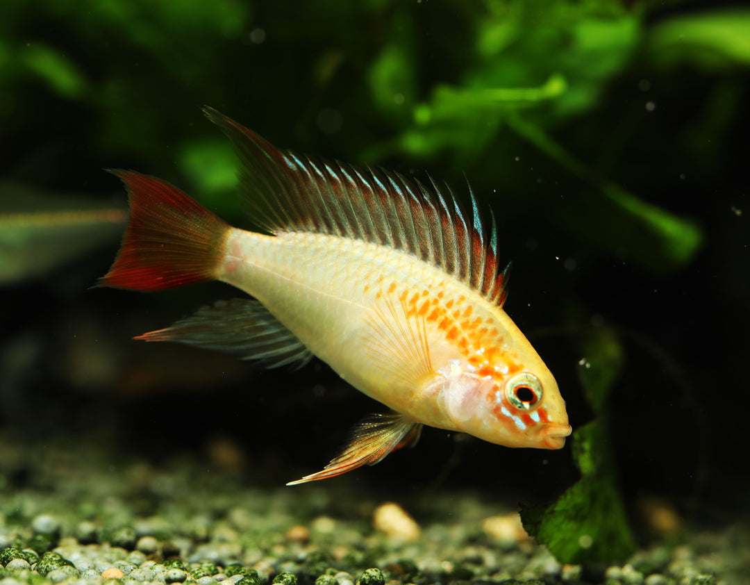 Red Neck Gold Form Apistogramma
