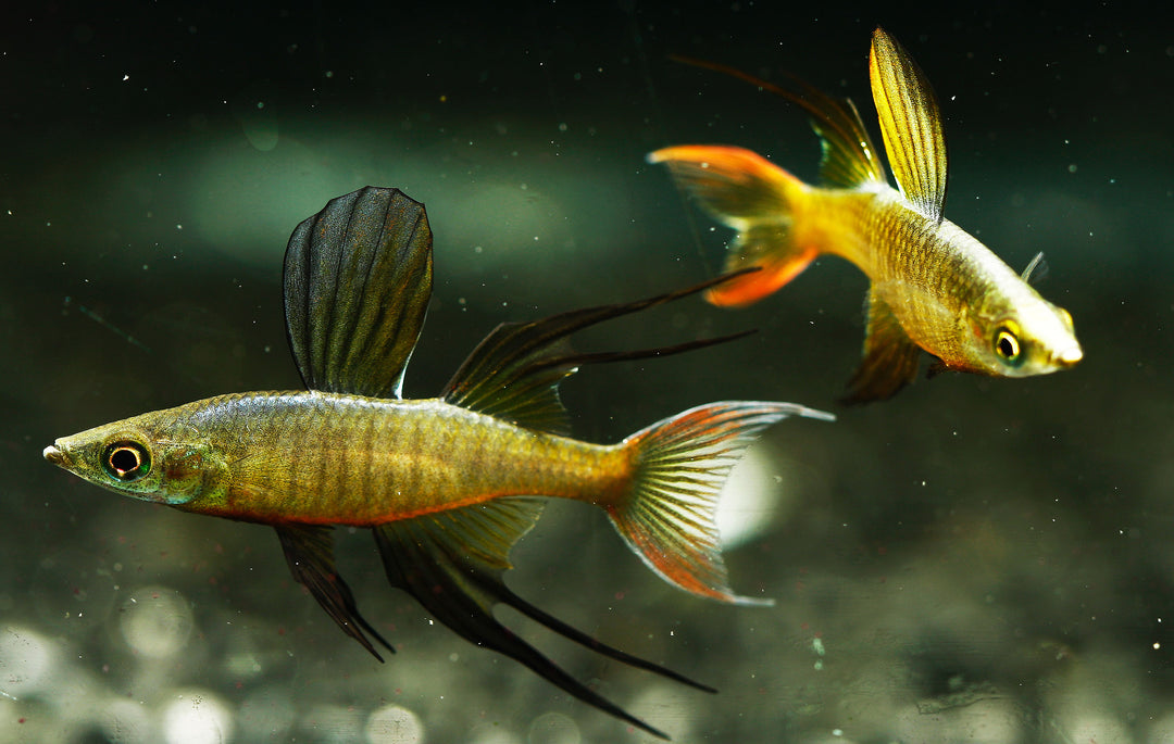 Threadfin Threadfin Rainbow Fish for Sale | Cuboid Aquatics LLC
