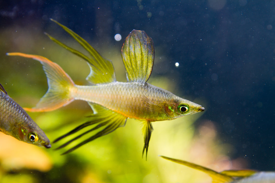 Threadfin Rainbow
