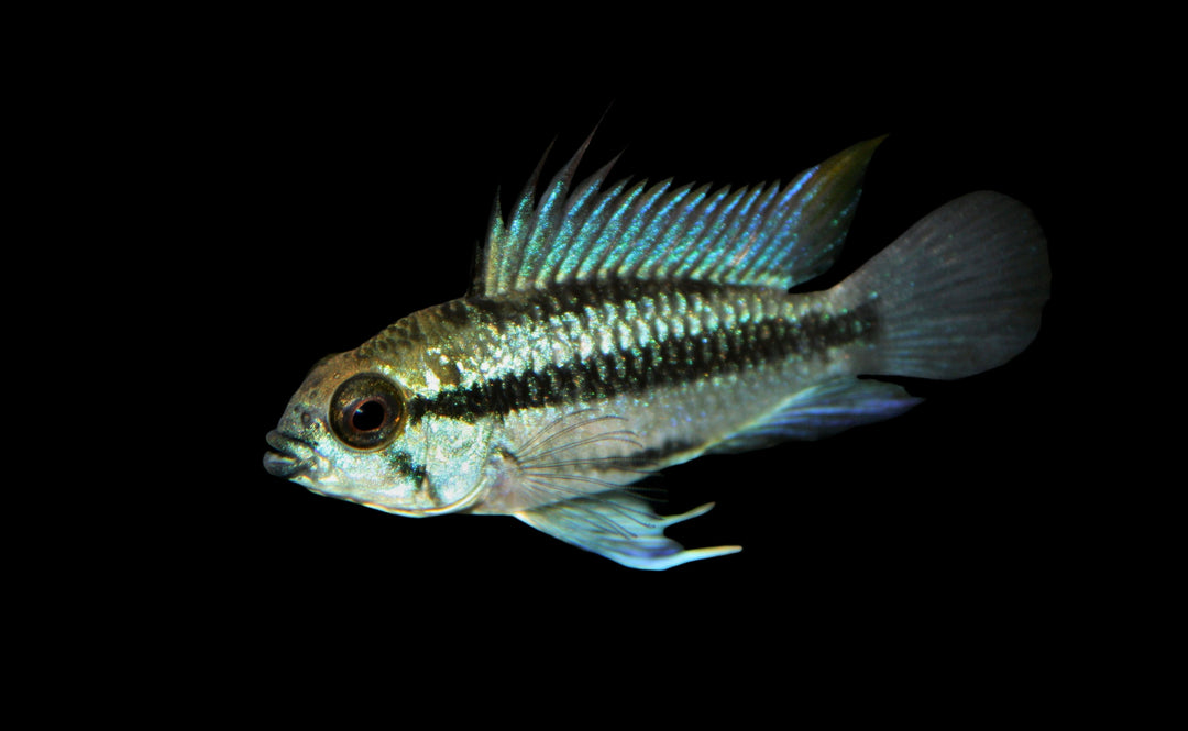 Three Striped Apistogramma