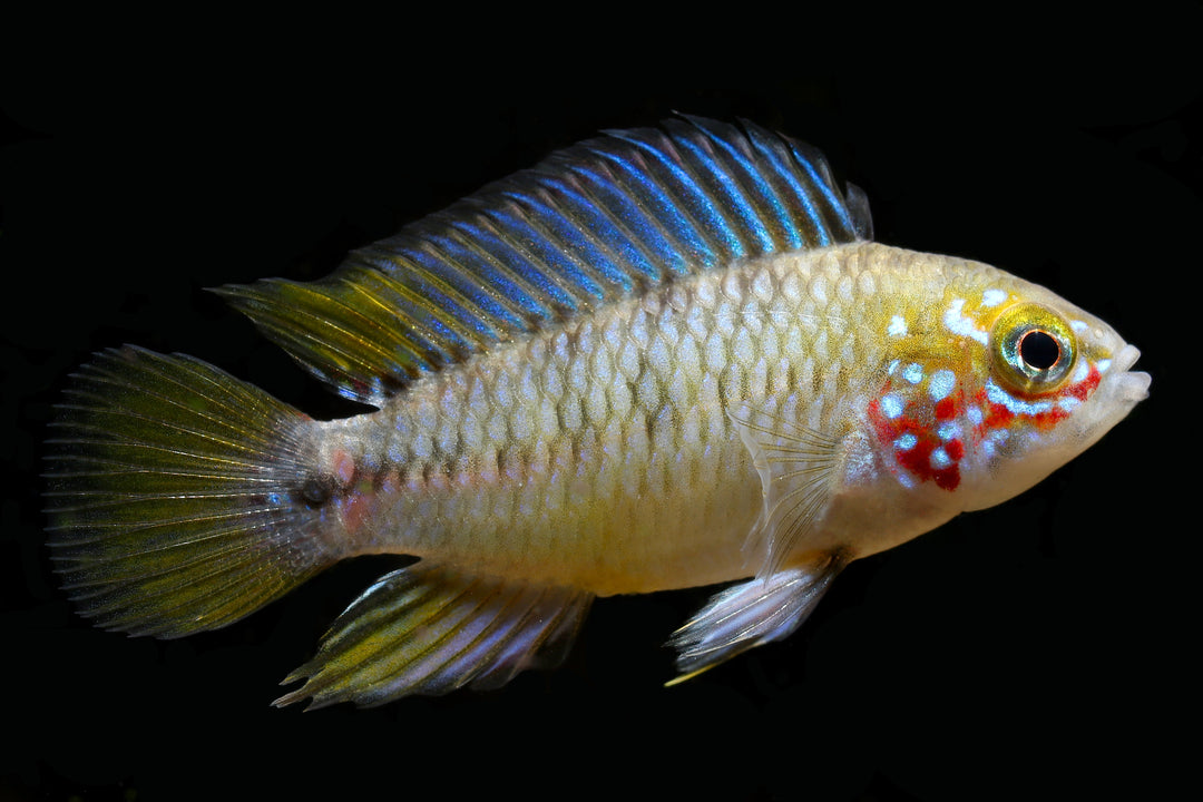 Umbrella Apistogramma