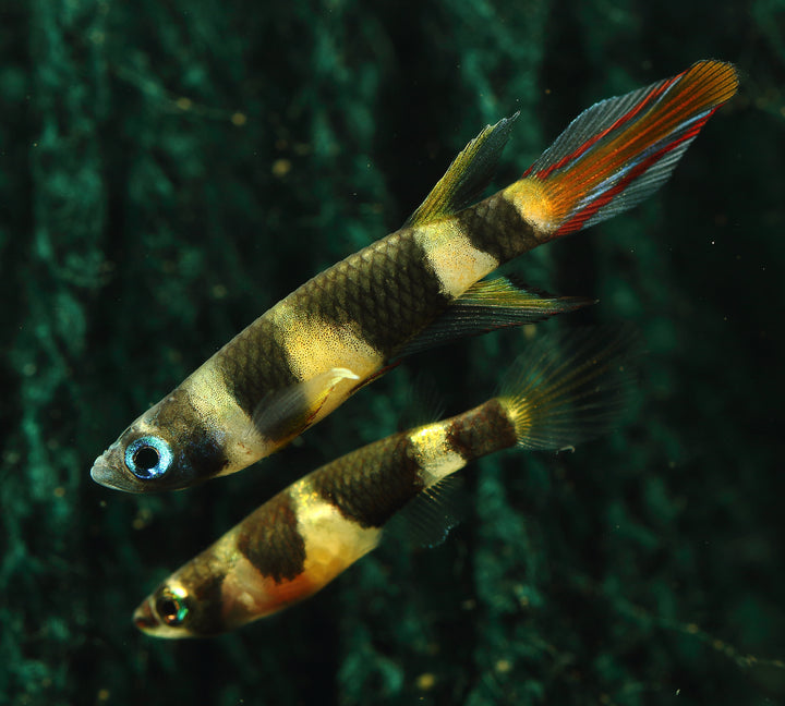 Clown Killifish