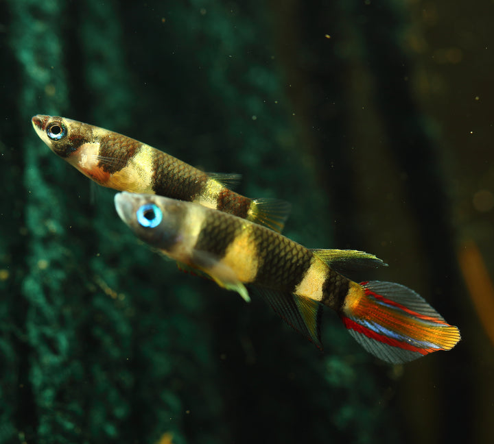 Clown Killifish