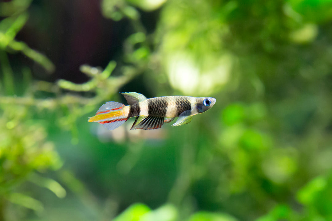 Clown Killifish