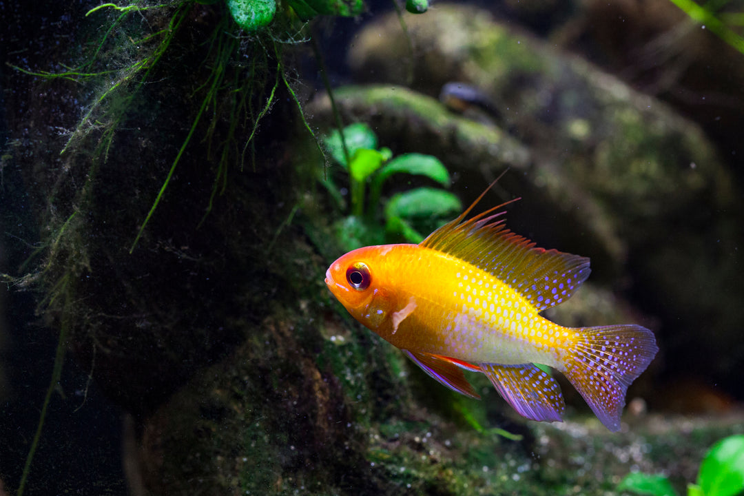 German Gold Ram