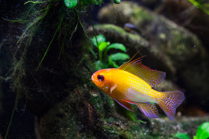 German Gold Ram