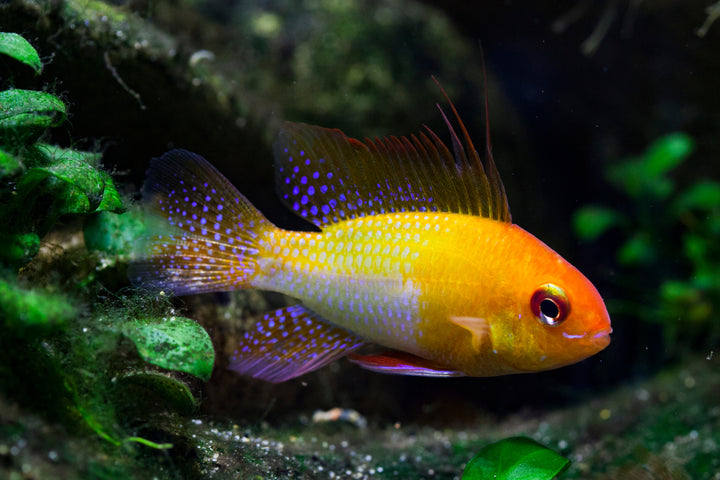 German Gold Ram