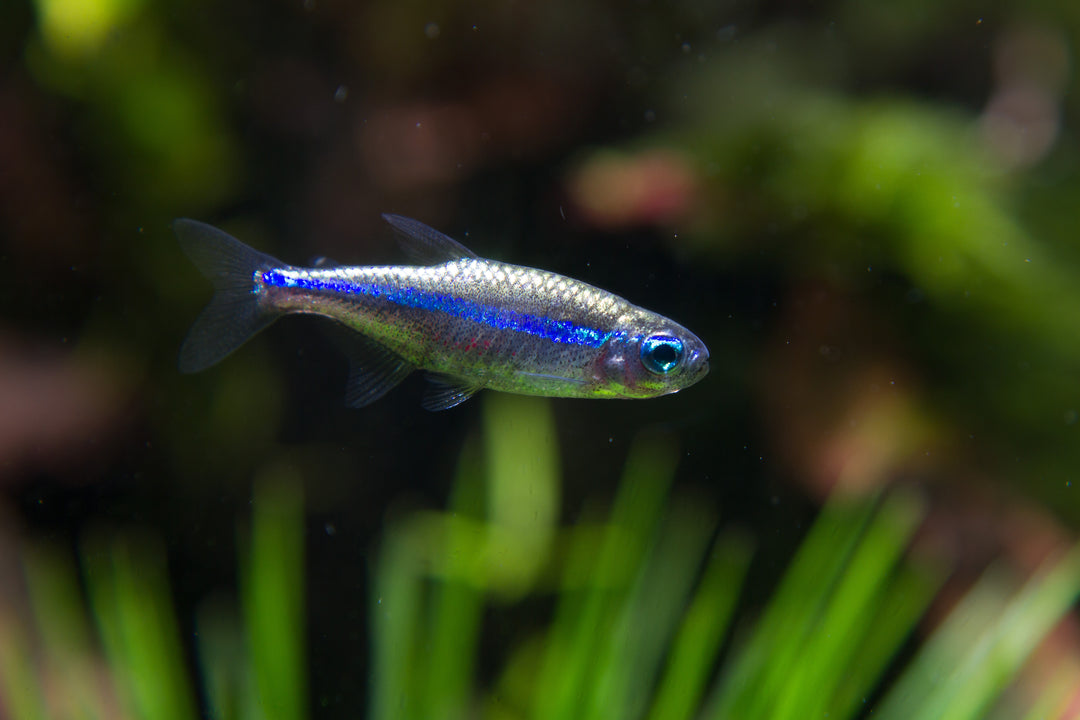 Green Neon Tetra