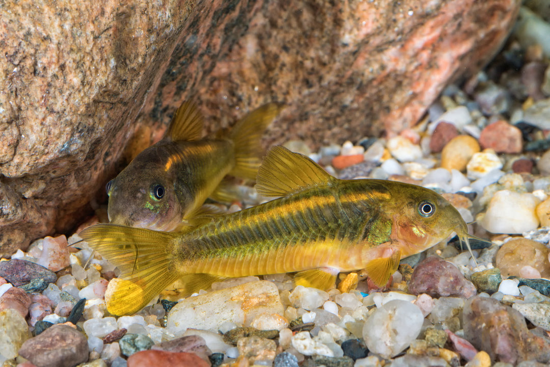 Laser Orange Corydoras