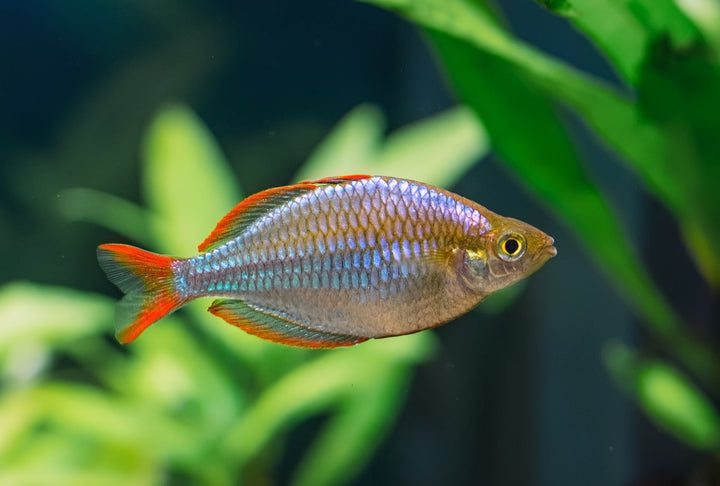 Neon Dwarf Rainbow
