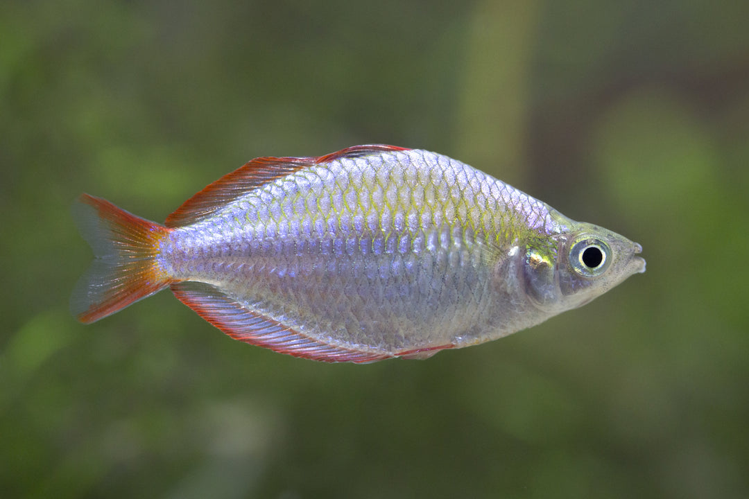 Neon Dwarf Rainbow