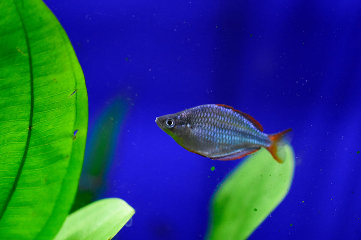 Neon Dwarf Rainbow