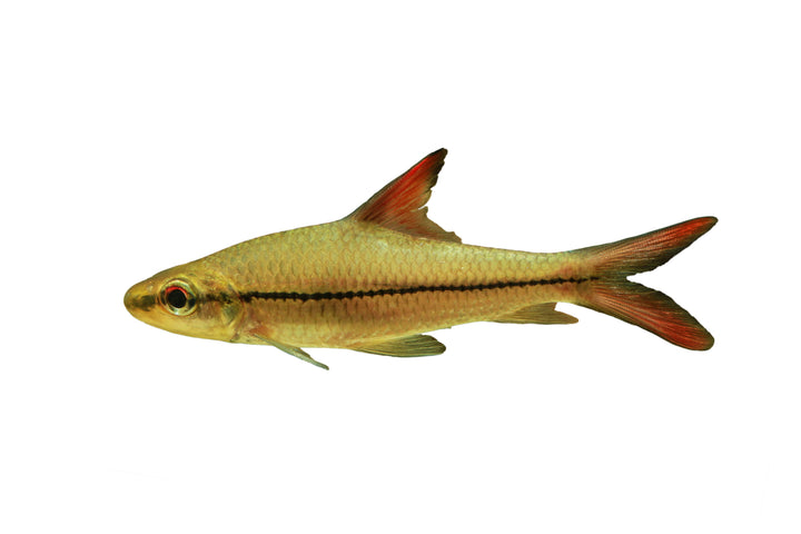 Bala Shark