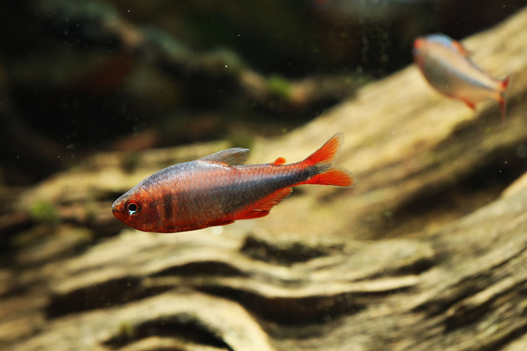 Blueberry Tetra
