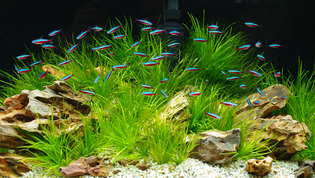 Cardinal Tetra