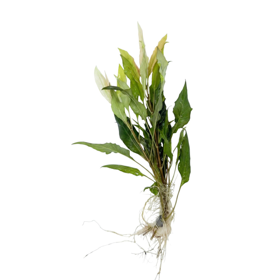 Hygrophila salcifolia