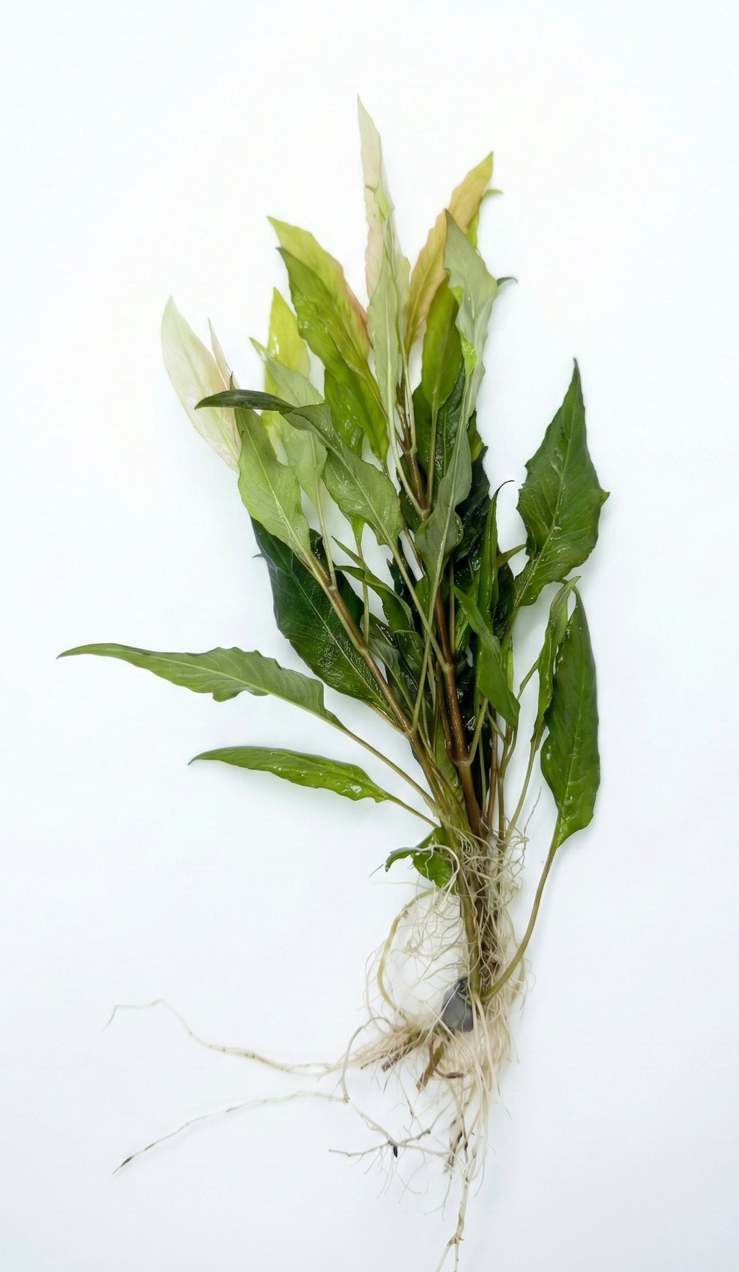 Hygrophila salcifolia