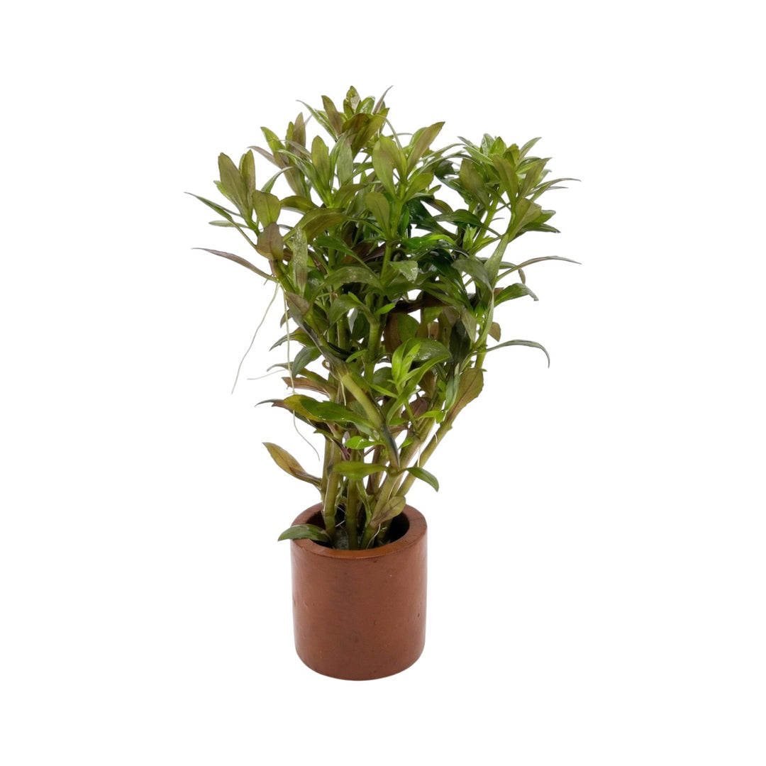 Limnophila Aromatica mini