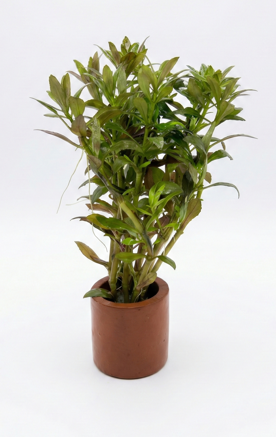 Limnophila Aromatica mini