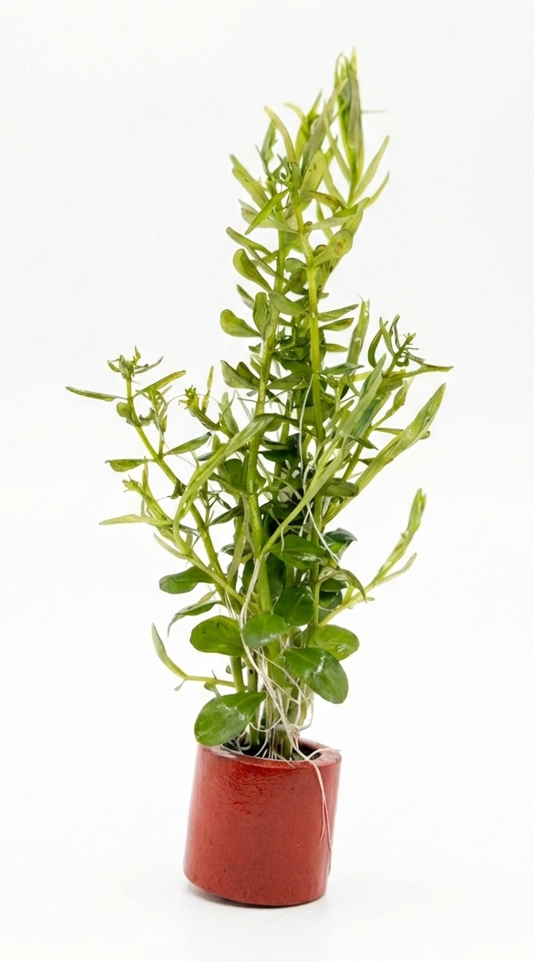 Green Rotala indica aquatic plant from Cuboid Nature Aquarium, showcasing vibrant stems and lush foliage for freshwater aquariums.