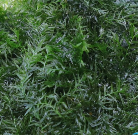 Fissidens fontanus aquatic plant from Cuboid Nature Aquarium, lush green moss suitable for freshwater aquariums.