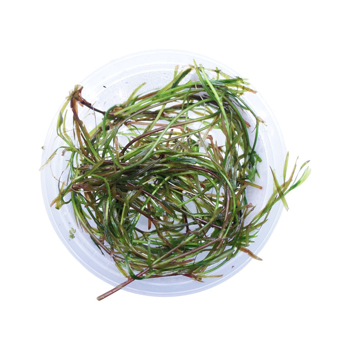 Guppy Grass
