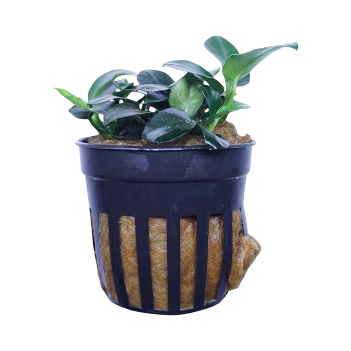 Anubias Barteri Petite Round