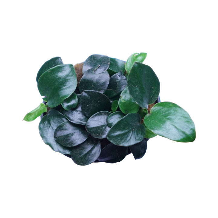 Anubias Barteri Petite Round
