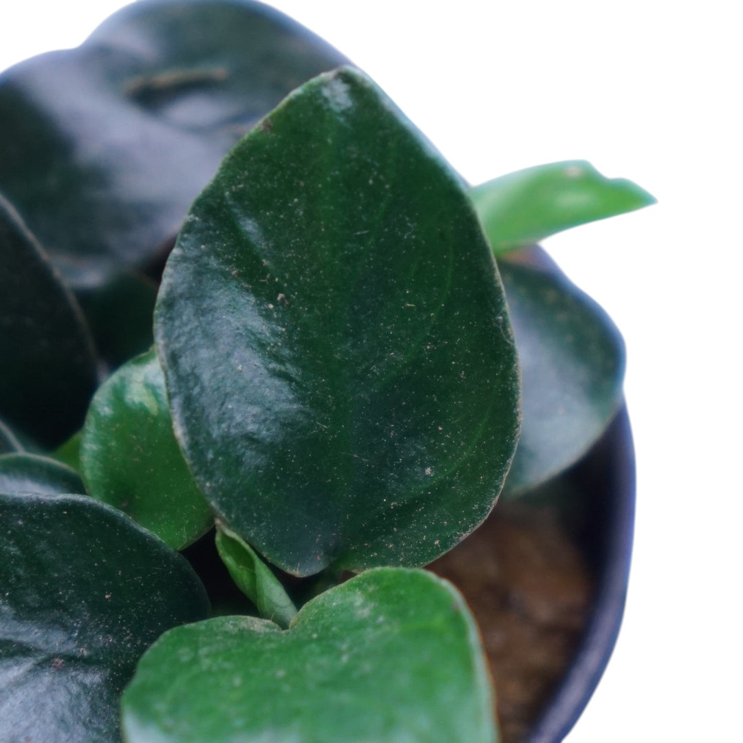 Anubias Barteri Petite Round