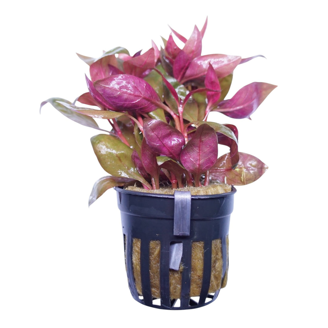 Alternanthera Lilacina aquatic plant in a Cuboid Nature Aquarium pot, showcasing vibrant purple and green foliage for freshwater aquariums.