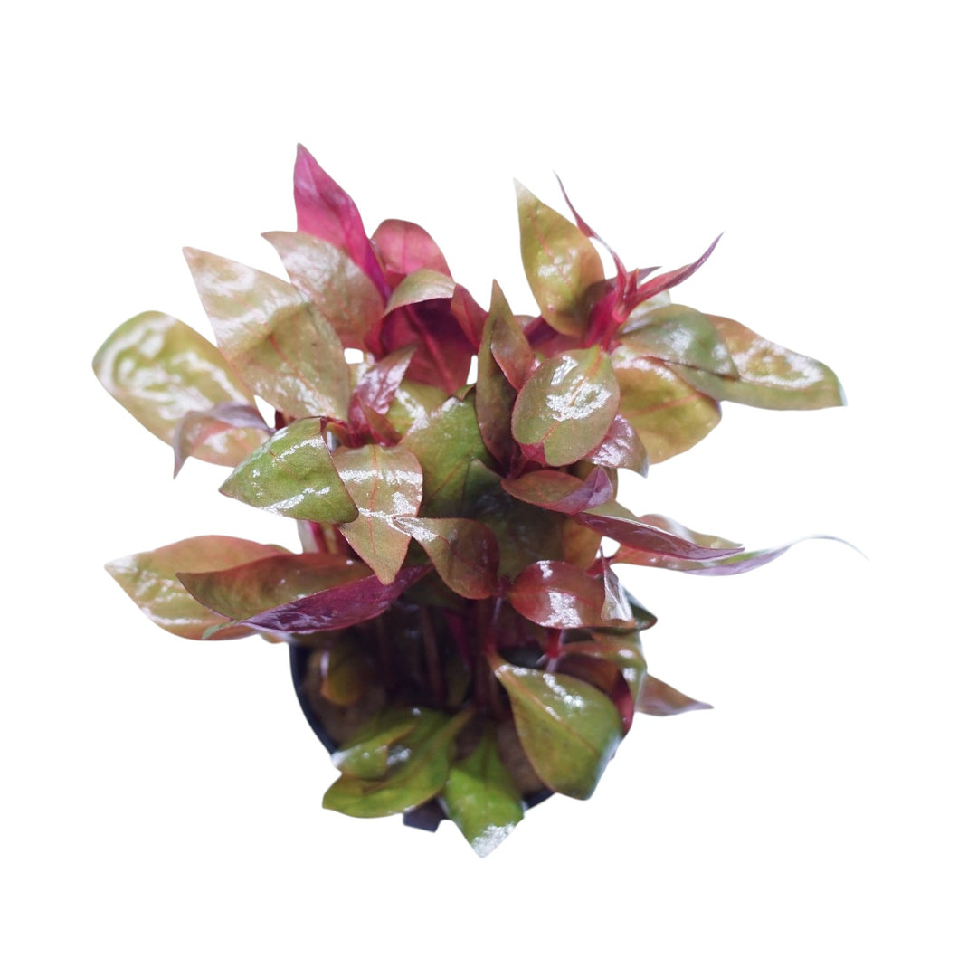 Alternanthera Lilacina aquatic plant in a Cuboid Nature Aquarium pot with vibrant purple foliage for freshwater aquariums.
