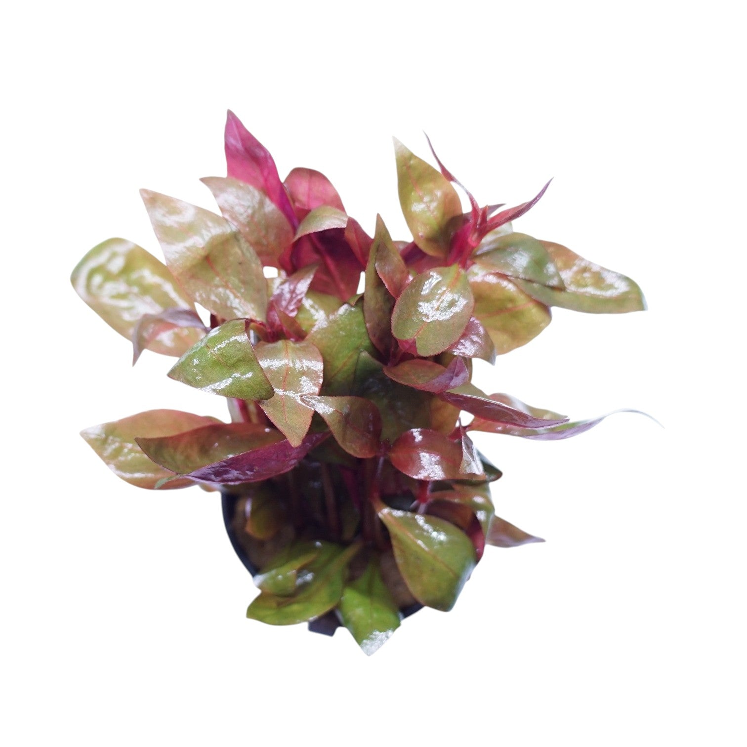 Alternanthera Lilacina aquatic plant in a Cuboid Nature Aquarium pot with vibrant purple foliage for freshwater aquariums.