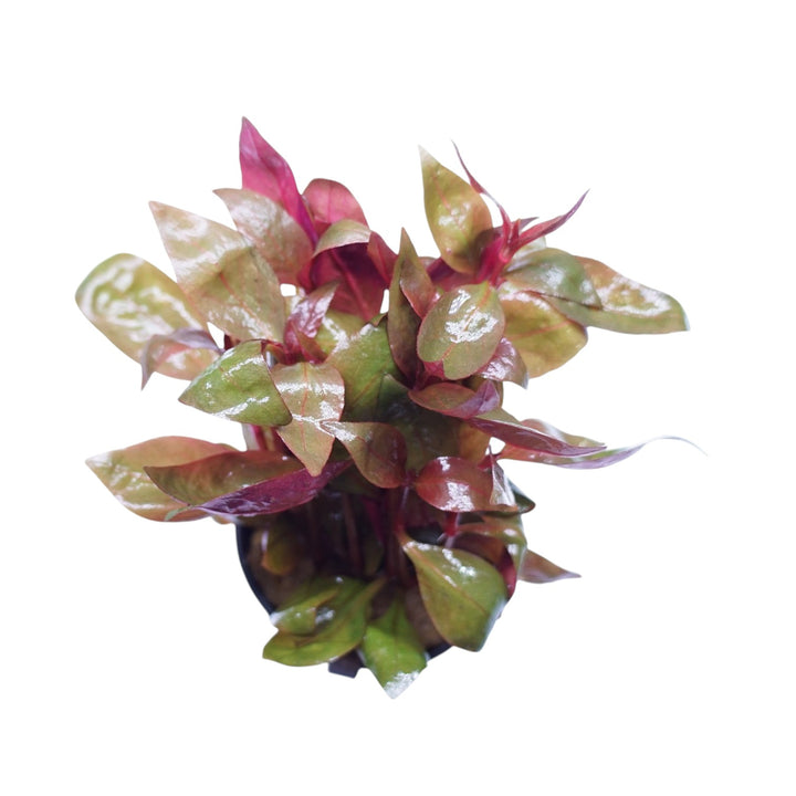 Alternanthera Lilacina aquatic plant in a Cuboid Nature Aquarium pot with vibrant purple foliage for freshwater aquariums.