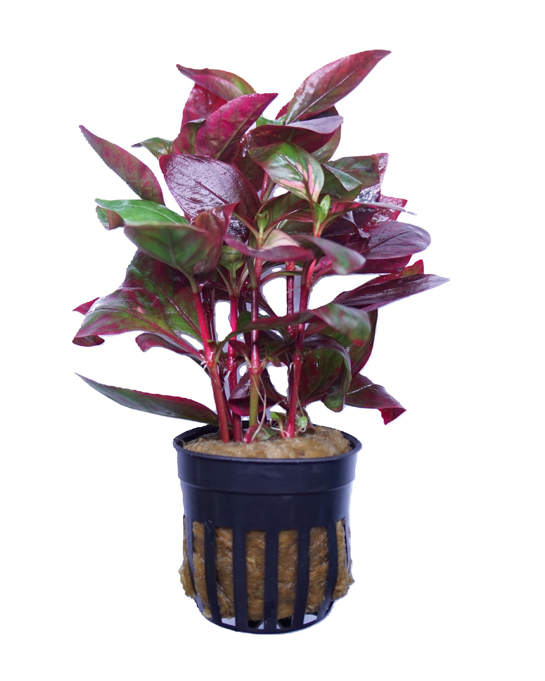 Alternanthera reineckii red broad leaf – Vibrant Aquarium Plant