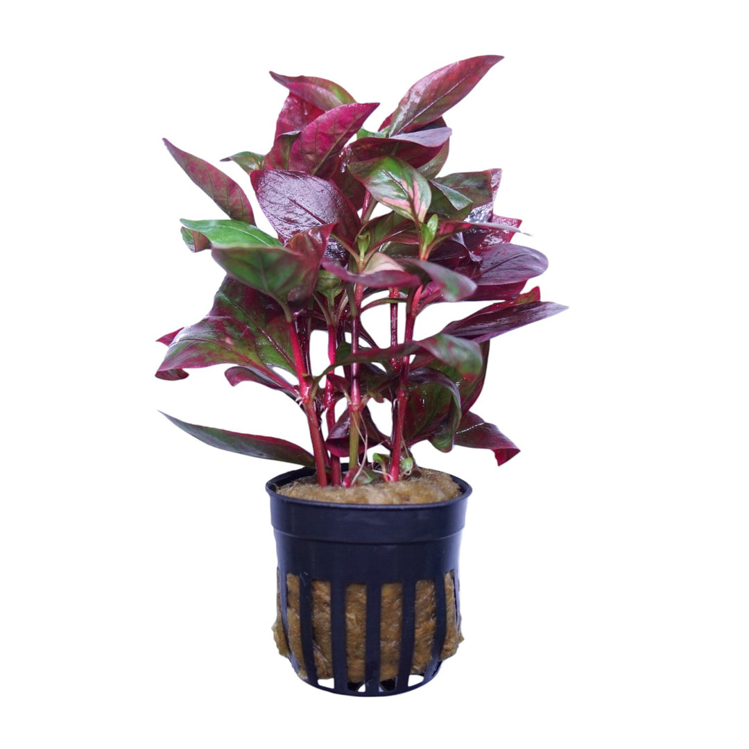 Alternanthera reineckii red broad leaf aquarium plant from Cuboid Nature Aquarium, vibrant red foliage in a planted tank.